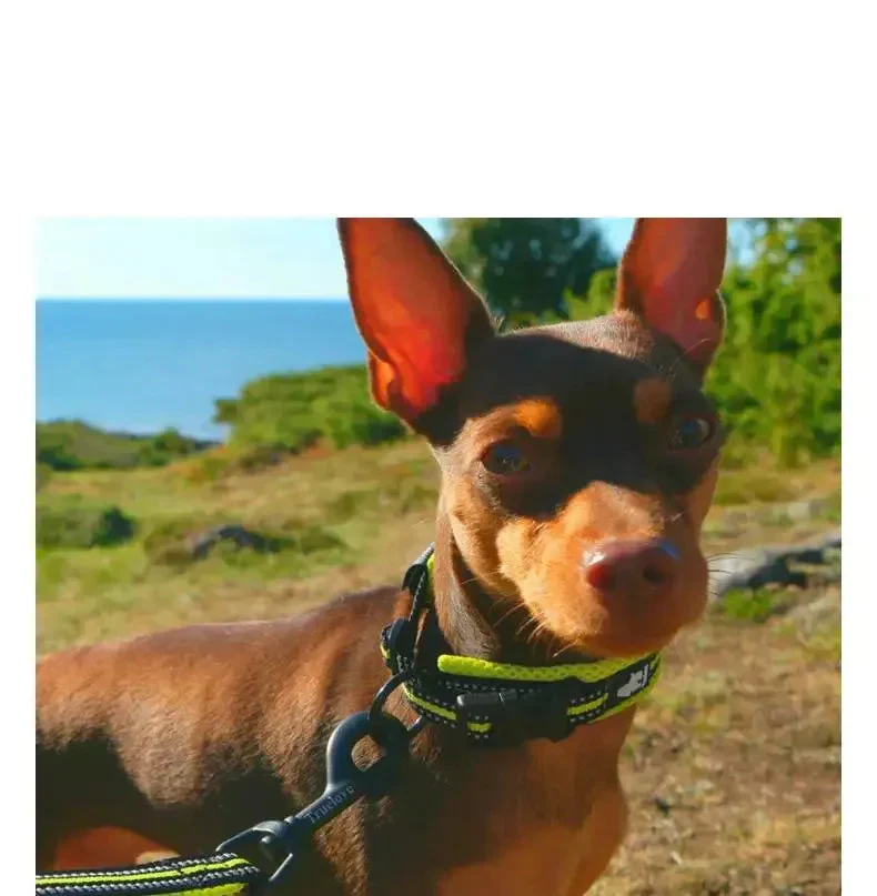 Collier De Chien Réfléchissant Truelove - Respirant Et Réglable Pour Un Confort Maximal – Image 3