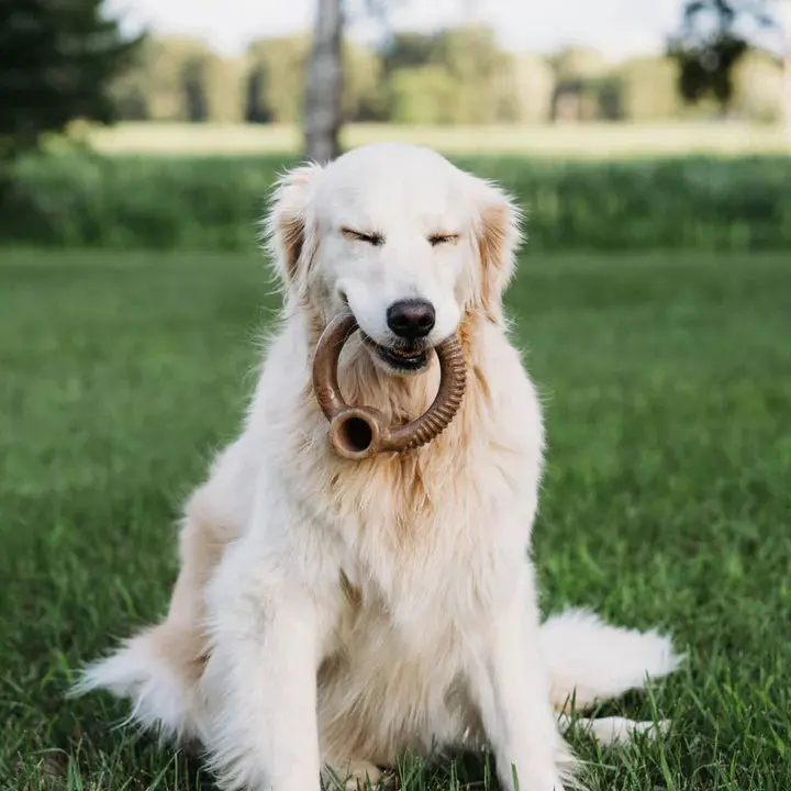 Benebone - Anneau Bacon pour chien – Image 6