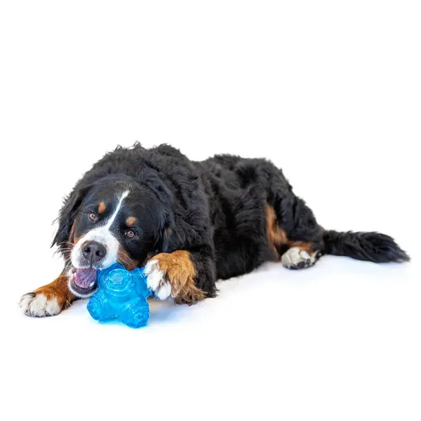 Guru - Puzzle Jack M pour chien – Image 3