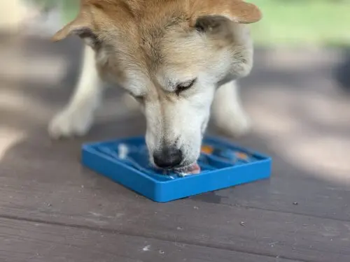 Big Country Raw - Etray Feeder Waiting Bleu - Bol Ralentisseur pour chien – Image 2