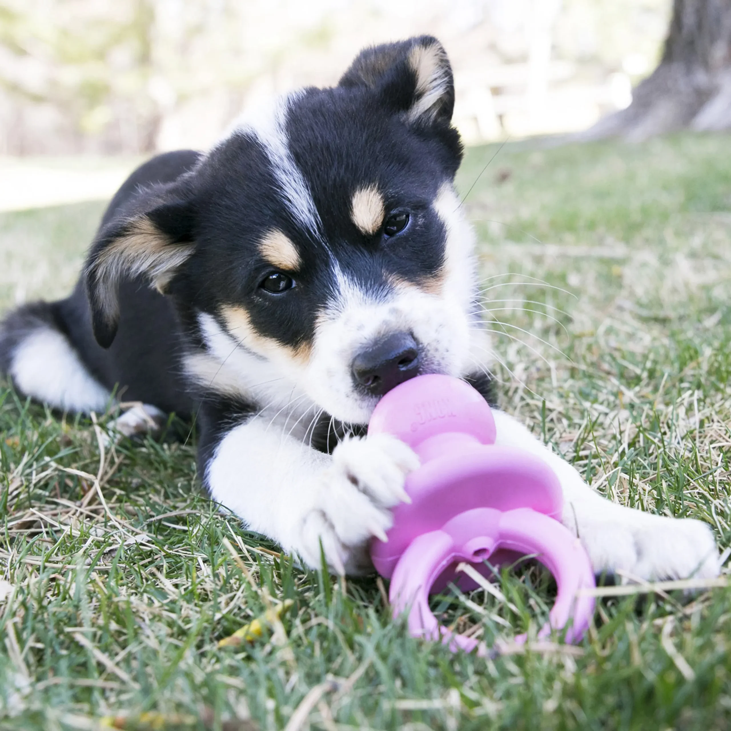 KONG - Binkie pour chien – Image 2