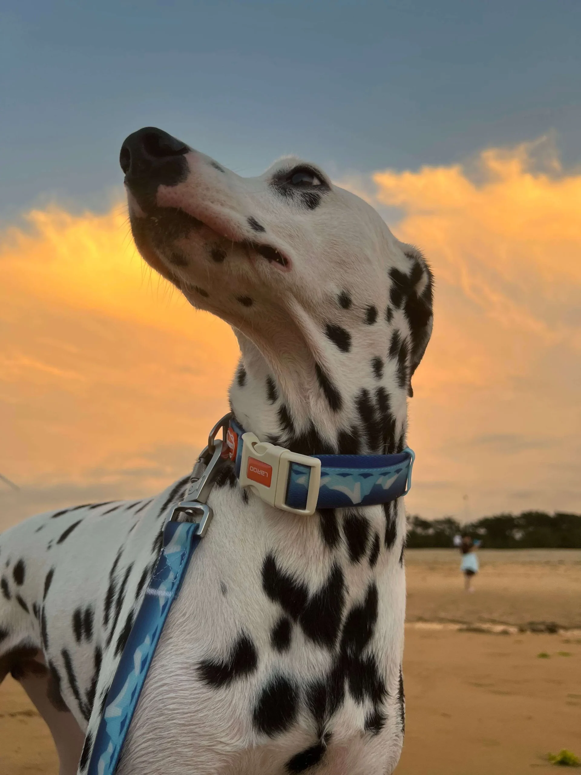 LaRoo - Collier Islandais pour chien – Image 3