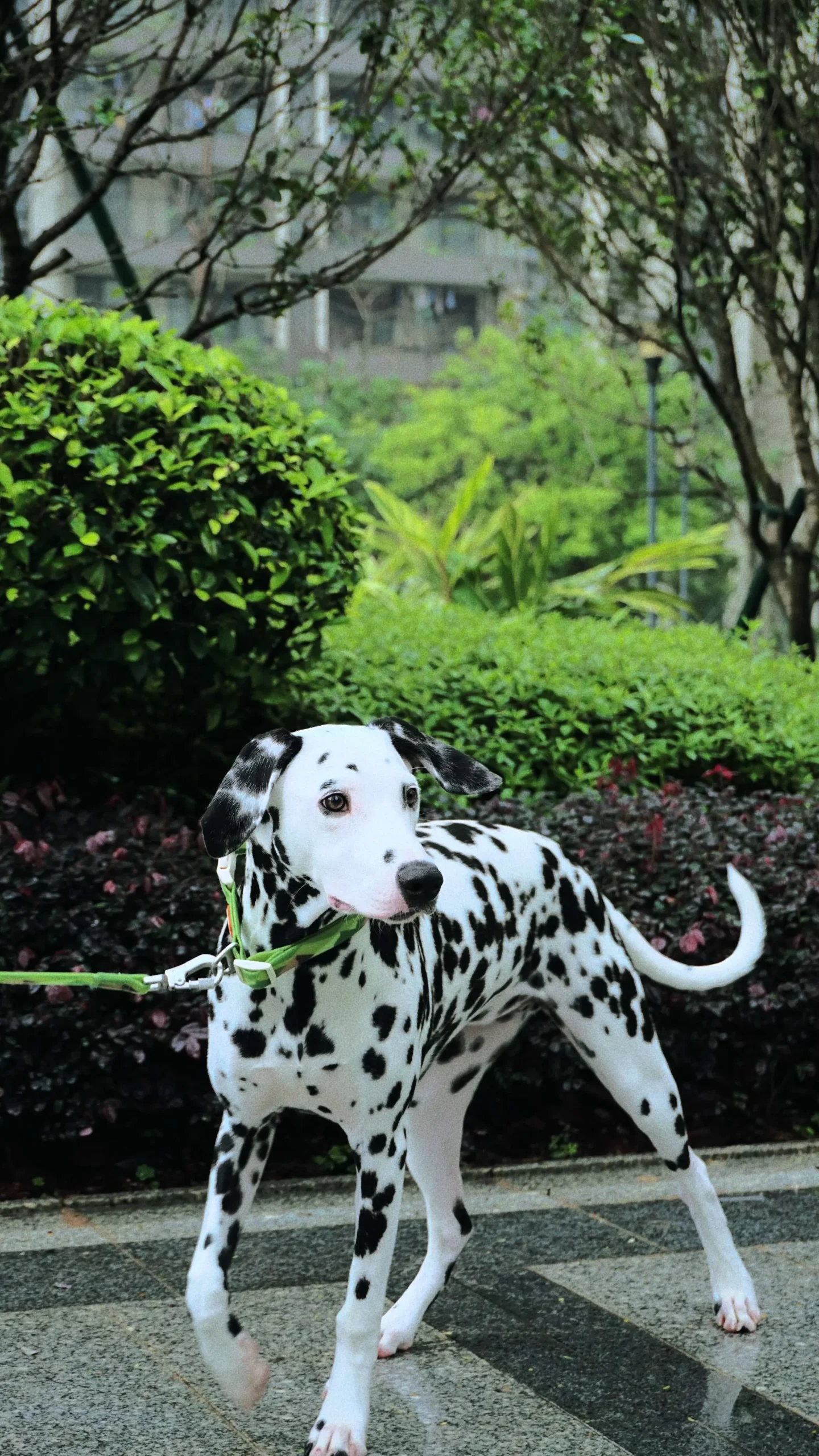 LaRoo - Collier Islandais pour chien – Image 6