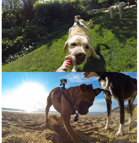 Harnais Pour Caméra D' Action Pour Chiens Avec Support Pour Le Poitrail Et Le Dos – Image 3